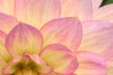 China Doll Petals II