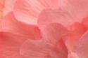 Rosy Begonia II