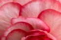 Rosy Red Ruffles I