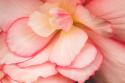 Rosy Red Ruffles II