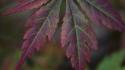 Autumn Maple I