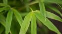 Bamboo Leaves I