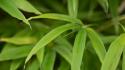 Bamboo Leaves II