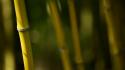 Bamboo Afternoon V