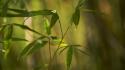 Bamboo Afternoon XI