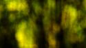 Dream Forest I