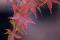 Japanese Maple I