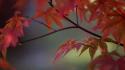 Sunlight Maple II