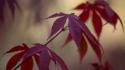 Burgundy Maple II