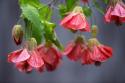 Chinese Lantern I