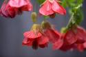 Chinese Lantern II