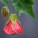 Chinese Lantern III