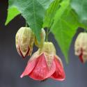 Chinese Lantern IV