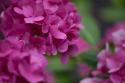 Pink Hydrangeas I