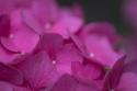 Pink Hydrangeas III