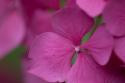 Pink Hydrangeas IV