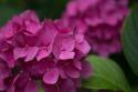 Pink Hydrangeas V