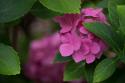 Pink Hydrangeas VI