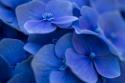Hydrangea Blues I
