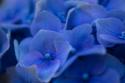 Hydrangea Blues II