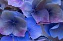 Hydrangea Blues III