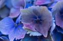 Hydrangea Blue IV
