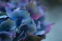 Autumn Hydrangea III
