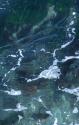 Seafoam III