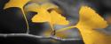 Yellow Gingko II
