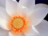 Lotus I