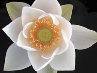 Lotus II
