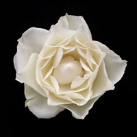 White Rose I