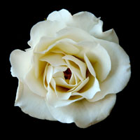 White Rose II
