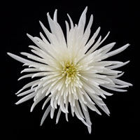 Chrysanthemum I