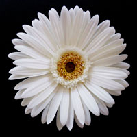 White Gerber Daisy