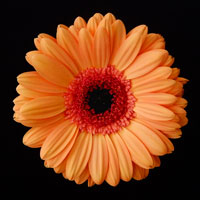 Orange Gerber Daisy