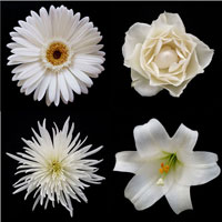 Flower Group 2