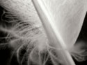 Feather I