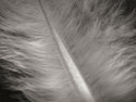 Feather II