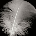 Feather III