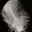Feather IV
