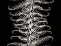 Ferns I