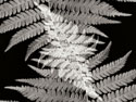 Ferns II