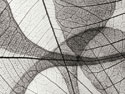 Leaf Designs I BW