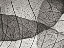 Leaf Designs II BW