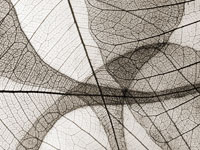 Leaf Designs I Sepia