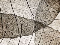 Leaf Designs II Sepia