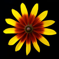 Flower on Black II