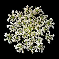 Queen Anne's Lace I