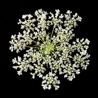 Queen Anne's Lace II